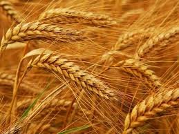 Wheat growers demonstrate across country for start of procurement drive