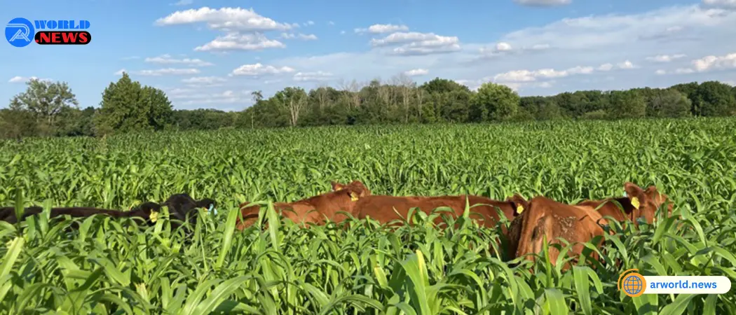 Researchers Record Animals’ Preference For Sorghum Technique Patented By Purdue.